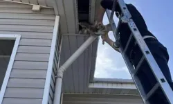 Okul Çatısında Mahsur Kalan Kedi, İtfaiye ve Kantinci İş Birliğiyle Kurtarıldı