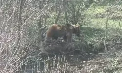 Tokat’ta Yiyecek Arayan Ayı Kamerada