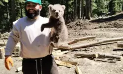 Yavru Ayı İş Makinesine Girdi, Koruma Altına Alındı