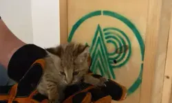 Nadir Görülen Saz Kedisi Yavrusu Koruma Altına Alındı