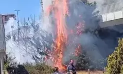 Ağaçlık Alanda Yangın Paniği