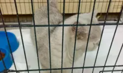 Havalandırma Boşluğuna Düşen Kedi Kurtarıldı