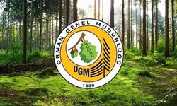 Tokat’ta İŞKUR Üzerinden İşçi Alımı Başladı: Orman Müdürlüğü’ne Personel Alınacak