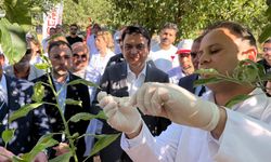 Erbaa’da Kahverengi Kokarcaya Karşı Samuray Arıcığı Salımı Başladı