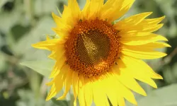 Su Kıtlığına Karşı Çözüm: Ayçiçeği Üretimi Öne Çıkıyor