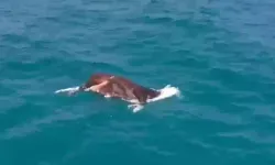 Antalya`da Denizde Sürüklenen İnek Ölü Halde Kıyıya Çıkarıldı