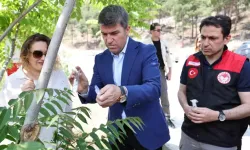 Amasya’da Kahverengi Kokarca Zararlısına Karşı Biyolojik Mücadele Başlatıldı