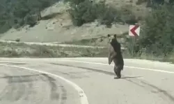 Yola İnen Ayı Köy Muhtarı Tarafından Görüntülendi