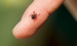 Tokat'ta Kene Isırığı Can Aldı: 5 Çocuk Annesi Hayatını Kaybetti