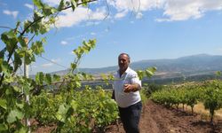Tokat'ta Şaşırtan Hırsızlık: 1 Ton Bağ Yaprağı Çalındı, Köylüler Nöbete Başladı