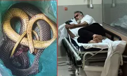 Yılan Tarafından Isırıldı, Öldürüp Poşetle Hastaneye Gitti