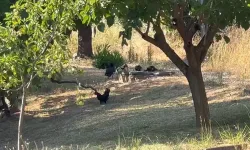 Hayvan Beslemeye Yasak Geldi