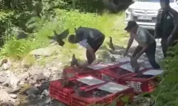 KKKA Mücadelesi Kapsamında 1400 Kınalı Keklik Doğaya Salındı