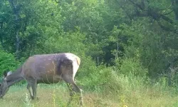 Doğanın Sessiz Güzelliği: Fotokapana Dişi Kızılgeyik Yansıdı