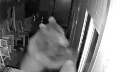 Ayı Sürprizi: Barakaya Girip Yiyecek Aradı