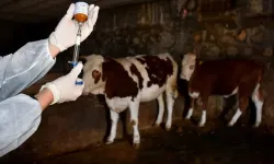 Tokat’ta Şap Hastalığına Karşı Aşılama Seferberliği Sürüyor