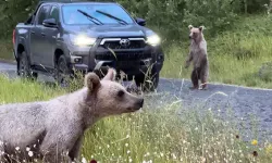 Tehlikeli Yakınlaşma: Ziyaretçiler Ayıları Elle Besliyor
