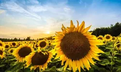 Ayçiçeği Üreticisine Ton Başına 28 Bin Lira Avans Ödemesi