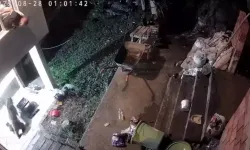 Ayı ve Yavruları Ev Bahçesinde Görüntülendi