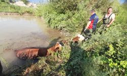 Erbaa’da Otlarken Gölete Düşen 3 İnek Kurtarıldı