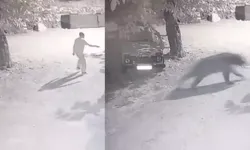 Köye İnen Ayıyı El Fenerleriyle Kovaladılar