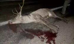 Yaralı Geyik Karayolunda Bulundu: Tedavi Altına Alındı