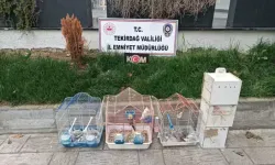 Kaçak Kuş Operasyonu: 7 Papağan ve 45 Kumru Ele Geçirildi
