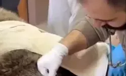 Yaralı Halde Bulunan Bozayı Tedavi Altına Alındı