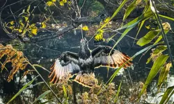 Gagasına Olta Takılan Şahin İtfaiye Tarafından Kurtarıldı