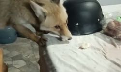 Tokat’ta Bağ Evinin Bahçesine Giren Tilkileri Besledi