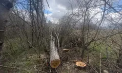 Niksar’da Feci Kaza: Devrilen Kavak Ağacının Altında Kalan Vatandaş Hayatını Kaybetti