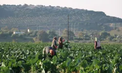 Kış Sebzeleri Erken Olgunlaştı: Fiyatlar Düştü