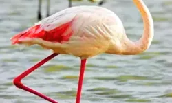 Göksu Deltası Göçmen Kuşlarla Renklendi