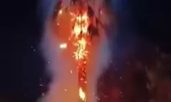 Kızıltepe’de 15 Yıllık Palmiye Ağacı Kundaklandı