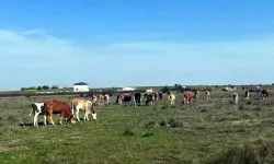 Kaçak Getirilen 9 Küpesiz Büyükbaş Kesildi, Sahibe Ceza