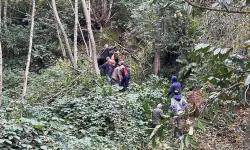 Ağaç Kesimi Kazası: A.Y.D Yaralandı