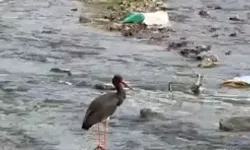 Nadir Görülen Kara Leylek Doğada Görüntülendi