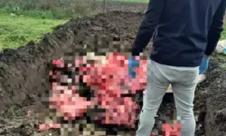 1 Ton Belgesiz Hayvansal Ürün İmha Edildi