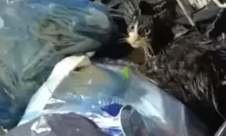 Poşetteki Kediyi Belediye Ekipleri Kurtardı