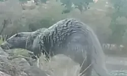 Pülümür Vadisi’nde Su Samurları Fotokapana Yansıdı