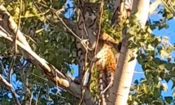 Anadolu Parsı Ağacın Üzerinde Görüntülendi