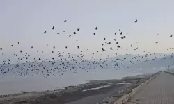 Van Gölü Kıyısında Kargaların Yoğun Gösterisi