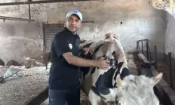 599 Bin Büyükbaş Hayvan Şap Hastalığına Karşı Aşılandı