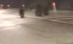 Bozayı ve Yavruları Tünelde Görüntülendi