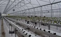 Topraksız Çilek Serasıyla 4 Bin Metrekareye Ulaştı