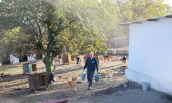 Köpeklerini Sokağa Terk Eden Kadına 172 Bin TL Ceza