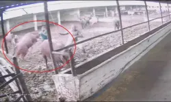 Amasya’da Boğanın Saldırısı Kamerada