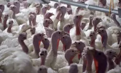 Yılbaşı Hindisi 800-1000 TL Arasında