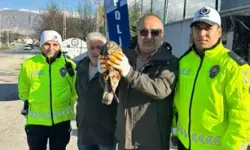 Yaralı Kızıl Şahin Koruma Altına Alındı