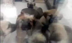 Doktor, Yavru Köpeklere İşkenceden 9 Yıl 9 Ay Hapis
